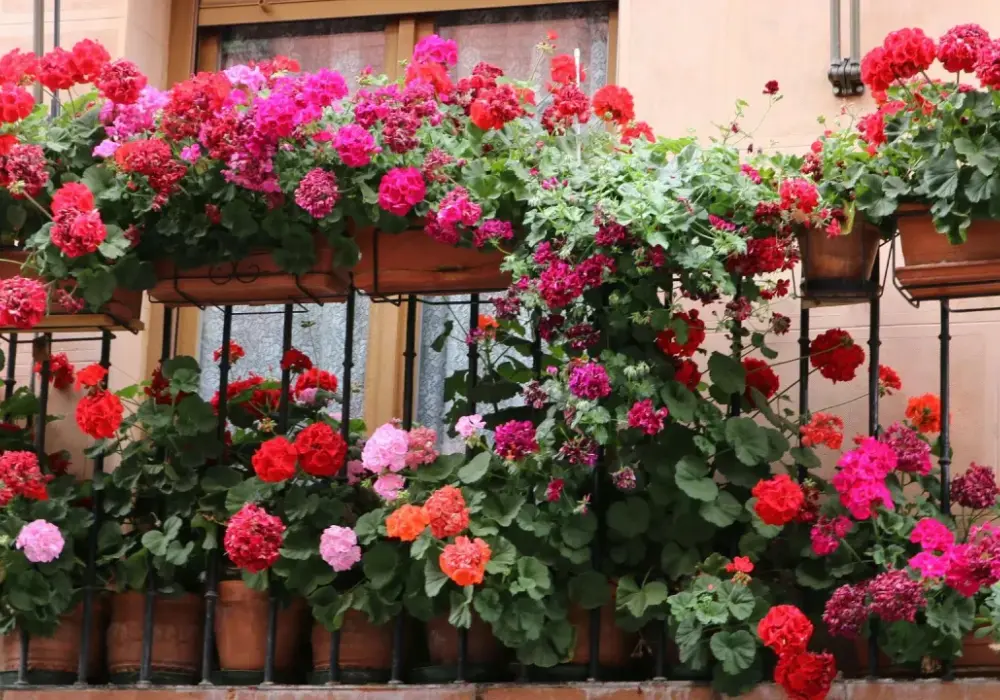 Do kiedy pelargonie na balkonie? Kluczowe wskazówki, by ich nie stracić