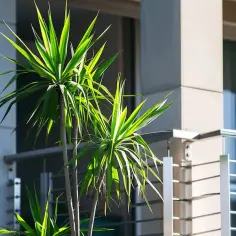 Czy dracena może stać na balkonie? Kluczowe warunki dla zdrowia rośliny