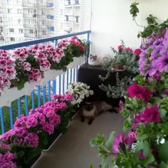 Jakie kwiaty na balkon od wschodu? Odkryj najlepsze rośliny do uprawy