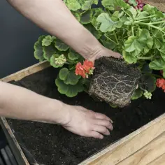Od kiedy pelargonie na balkonie? Sprawdź, by uniknąć przymrozków