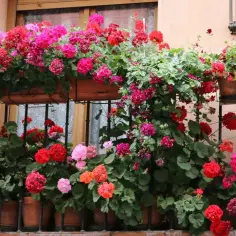 Jakie kwiaty na balkon zachodni, które przetrwają intensywne słońce?
