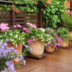 Kiedy wystawić surfinie na balkon, aby uniknąć przymrozków?