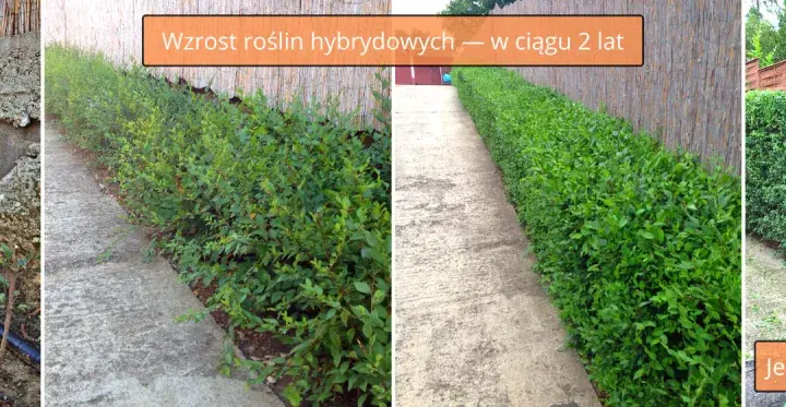 Jaką odległość zachować przy sadzeniu ligustra od płotu?