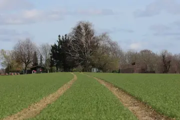 Zielona działka rolno budowlana z polną drogą. W oddali widać drzewa, mały domek i budynek gospodarczy.